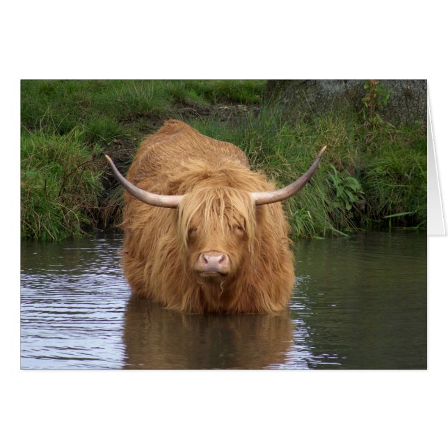 Cartão Highland Cattle (Frente Horizontal)