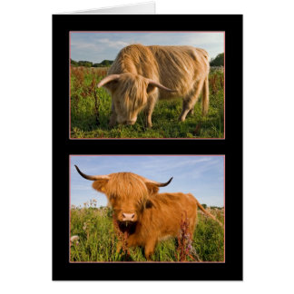 Cartão Highland Cattle
