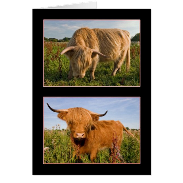 Cartão Highland Cattle (Frente)