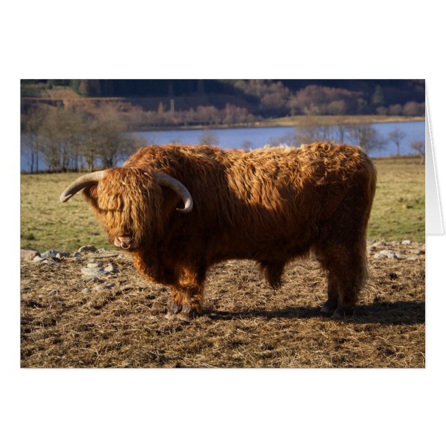 Cartão Highland Cattle Bull, Escócia (Frente Horizontal)
