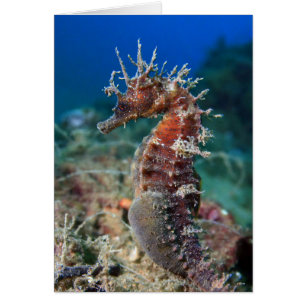 Cartão Hipocampo Ramulosus do cavalo de mar  