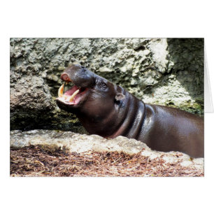 Cartão Hipopótamo