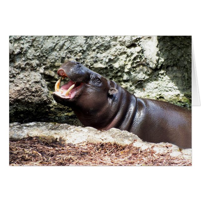 Cartão Hippo (Frente Horizontal)