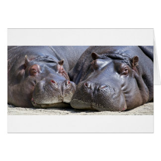 Cartão Hippo-78352