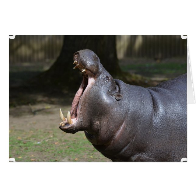 Cartão Hippo com sua boca aberta (Frente Horizontal)