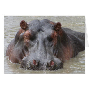 Cartão Hippopotamus