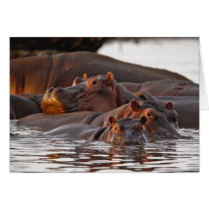 Cartão Hippopotamus, Hippopotamus amphibius, Lago