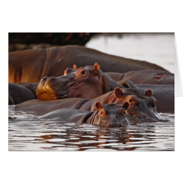 Cartão Hippopotamus, Hippopotamus amphibius, Lago (Frente Horizontal)