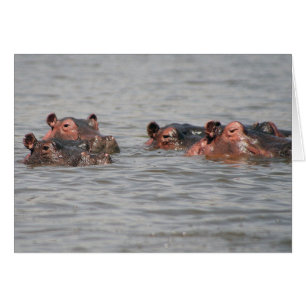 Cartão Hippos