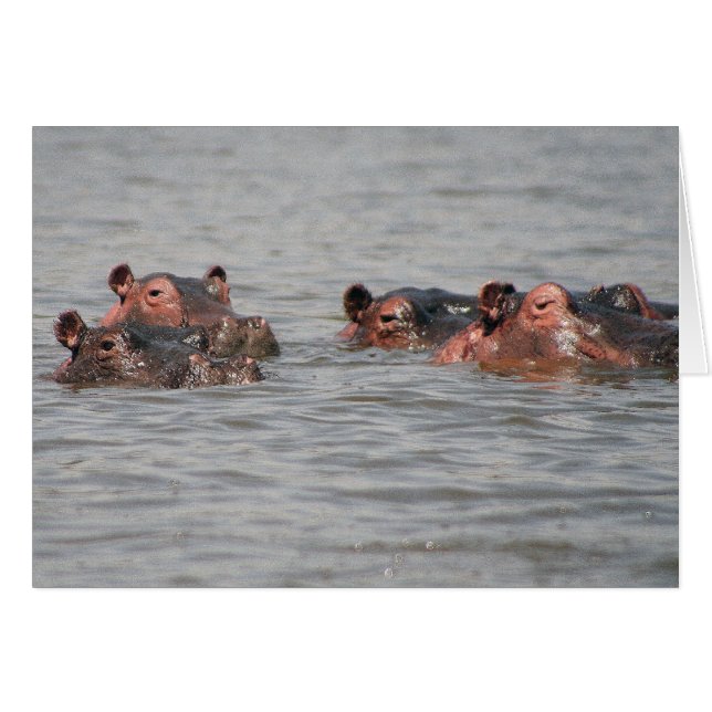 Cartão Hippos (Frente Horizontal)