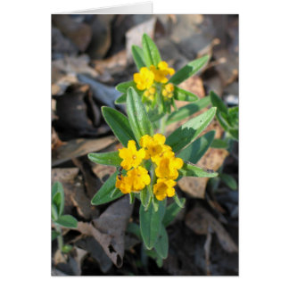 Cartão Hoary Puccoon