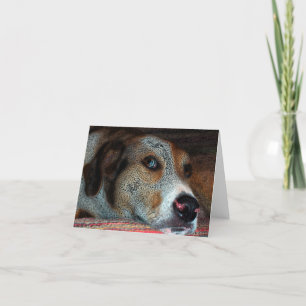 Cartão HOBIE Catahoula Cowdog