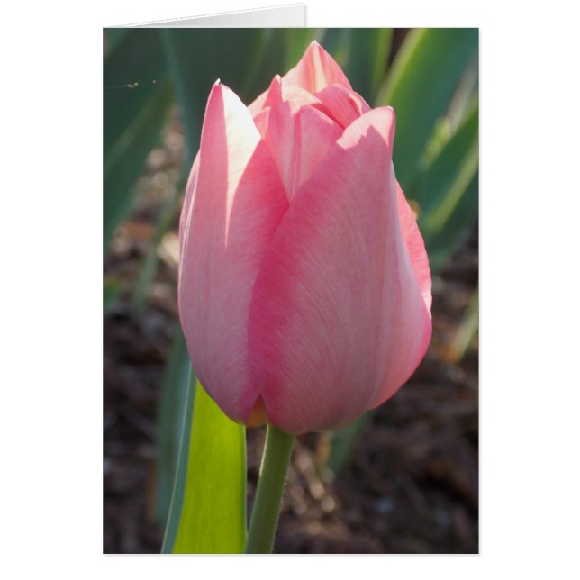 Cartão Holandês rosa (Frente)