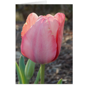 Cartão Holandês Tulip