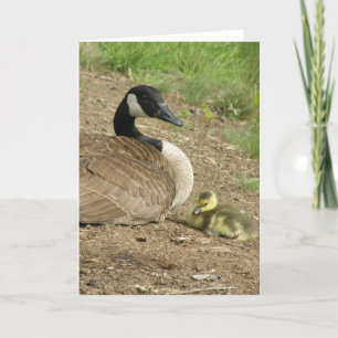 Cartão holiday card - Mother's Day Goose with Gosling