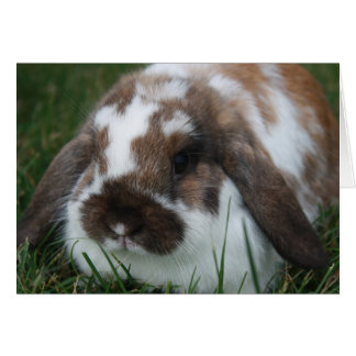 Cartão Holland Lop Bunny por T Schwandt Fotografia