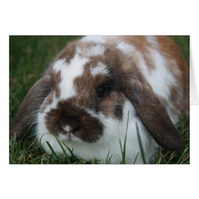 Cartão Holland Lop Bunny por T Schwandt Fotografia (Frente Horizontal)