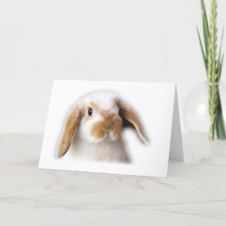 Cartão Holland Lop Greeting Card