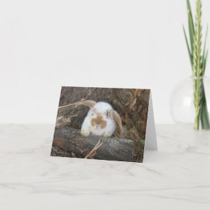 Cartão Holland Lop Notecard