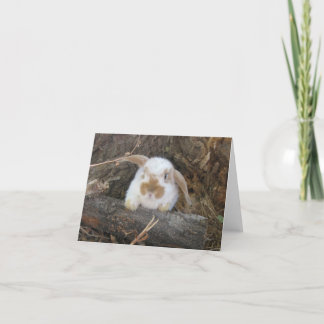 Cartão Holland Lop Notecard