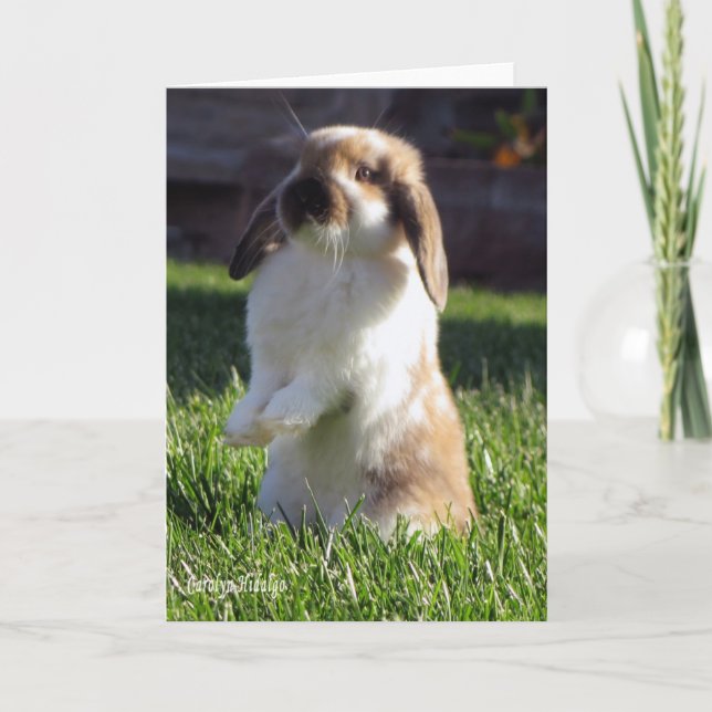Cartão Holland Lop Standing up (Frente)