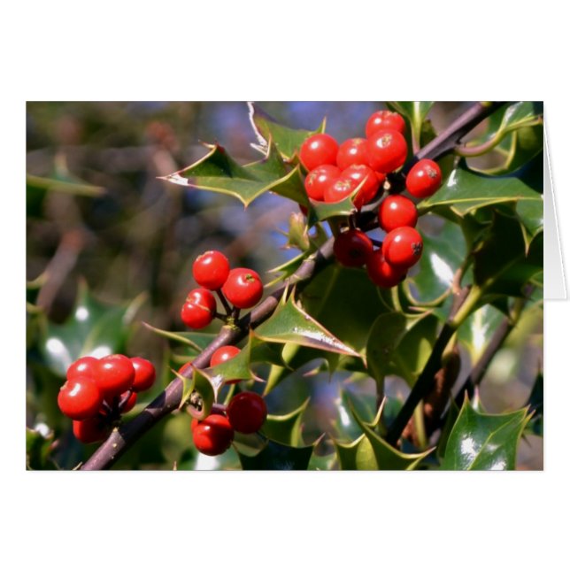 Cartão Holly Berries Card (Frente Horizontal)