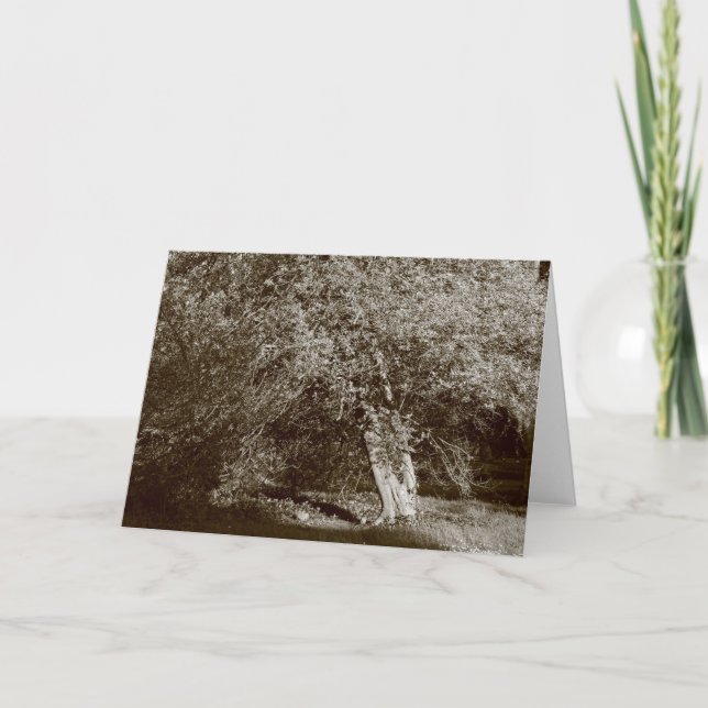 Cartão Holly Tree - Sépia (Frente)