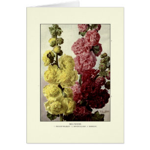 Cartão Hollyhocks