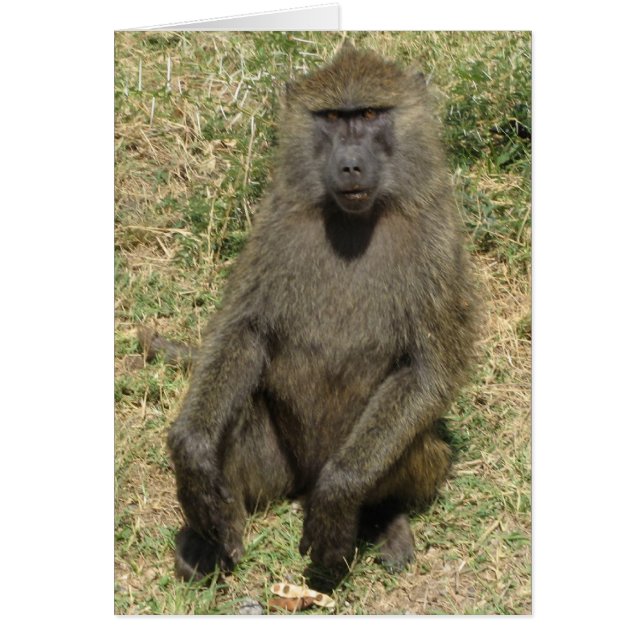 Cartão Homem babuíno (Frente)