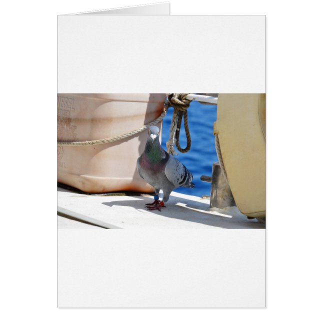 Cartão Homing Pigeon (Frente)