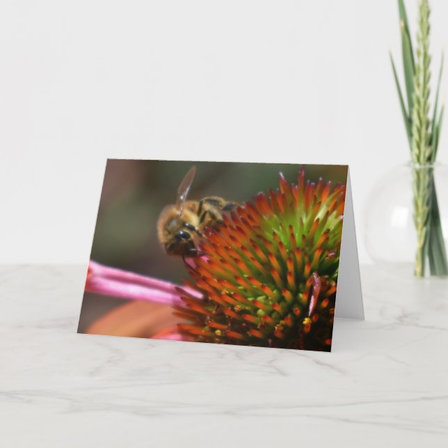 Cartão Honey Bee on Coneflower Greeting Card (Frente)