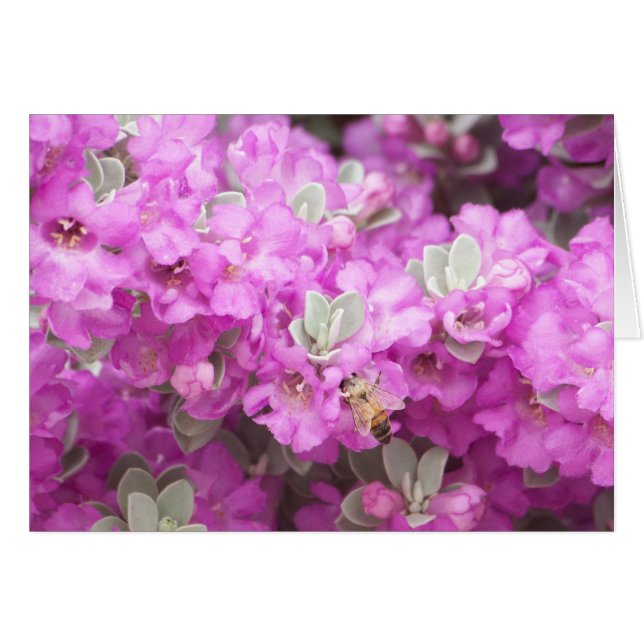 Cartão Honey Bee Texas Sage (Frente Horizontal)