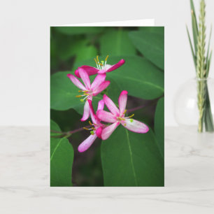 Cartão Honeysuckle Blooms
