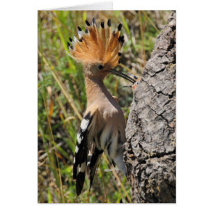 Cartão Hoopoe Feeding Nestling