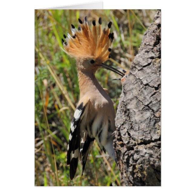 Cartão Hoopoe Feeding Nestling (Frente)