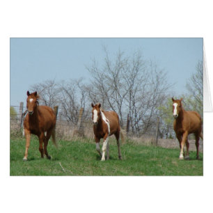 Cartão Hora da Alimentação, Venha e Pegue, Três Cavalos