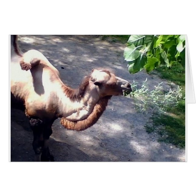 Cartão Hora do Camelo! Zoo (Frente Horizontal)