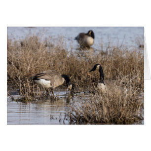 Cartão Hora do Snack Gês Canadense