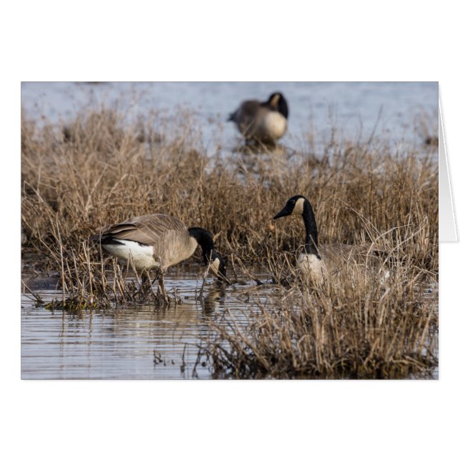 Cartão Hora do Snack Gês Canadense (Frente horizontal)