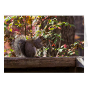 Cartão Horário de Chow do Esquilo