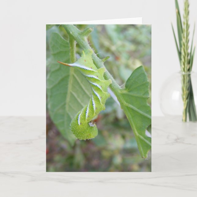 Cartão Horn Worm ~ (Frente)