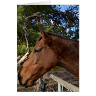 Cartão Horse_Pat,_Greeting_Card.