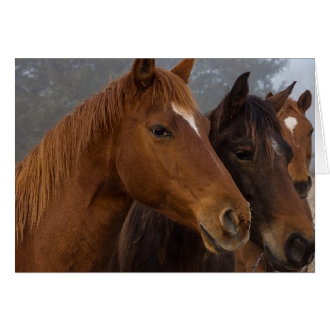 Cartão Horse Triplets (Frente Horizontal)