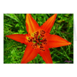 Cartão Hortaliças tropicais