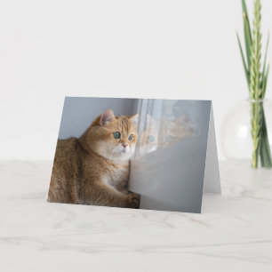 Cartão Hosico olha pela janela