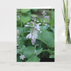 Cartão Hosta Plant Greeting Card