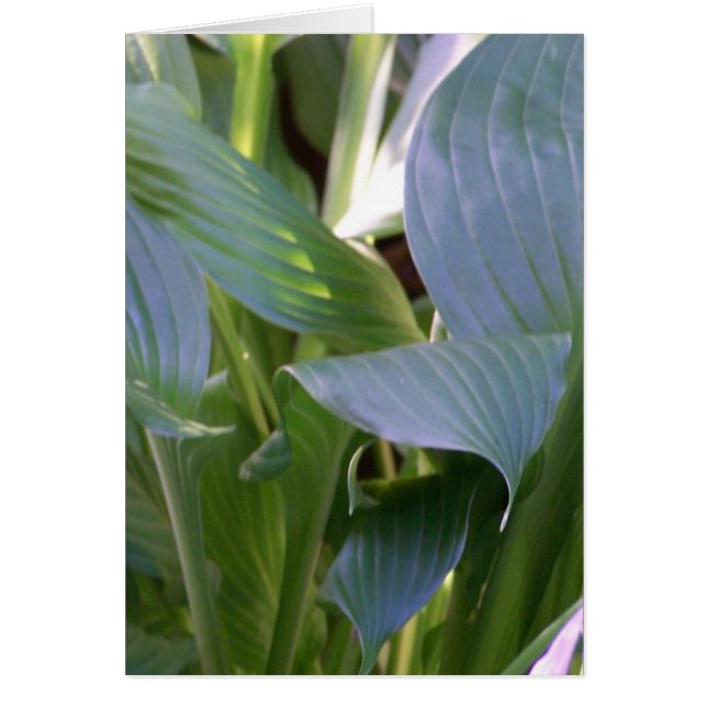 Cartão Hostas (Frente)