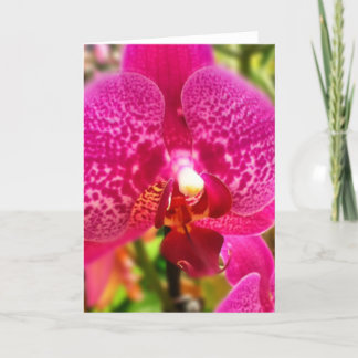 Cartão Hot Pink Phalenopsis Orchid Blank Greeting Card