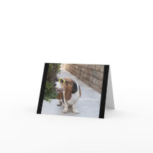 Hound Basset com óculos escuros