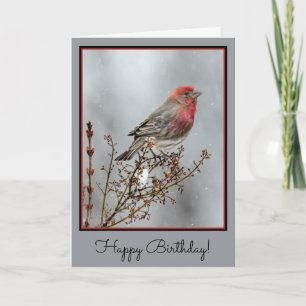 Cartão House Finch in Snow - Foto original